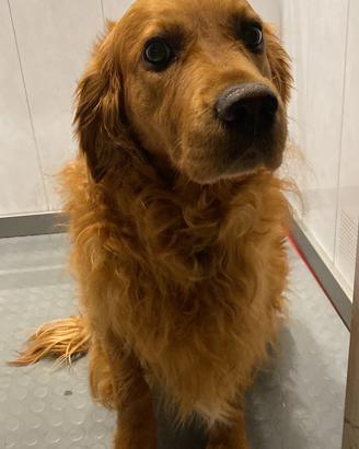 Golden retriever americano scuro 3anni