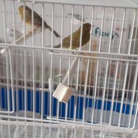 Canarini maschio e femmina