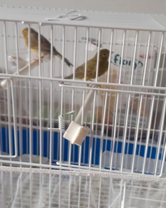 Canarini maschio e femmina