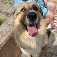 Vendita Carpathian Shepherd Dog