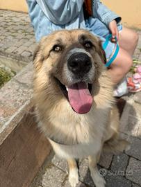 Vendita Carpathian Shepherd Dog