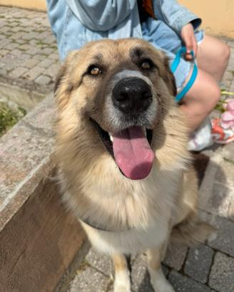 Vendita Carpathian Shepherd Dog