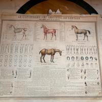 Manifesto Anatomia Cavallo