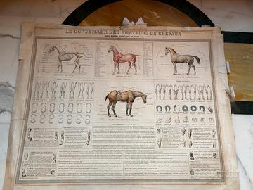 Manifesto Anatomia Cavallo