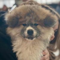 Cucciolo Akita Inu pelo lungo