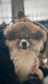 Cucciolo Akita Inu pelo lungo