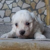 Cucciolina Maltipoo