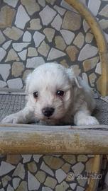 Cucciolina Maltipoo