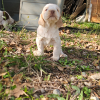 Cuccioli spinone italiano
