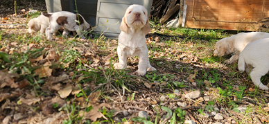 Cucciola spinone italiano