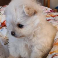 Spitz della Pomerania