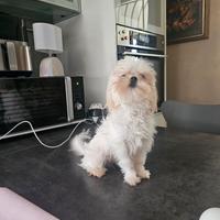 Maltese