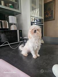 Maltese