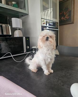 Maltese