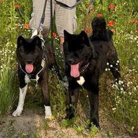 Akita americano cuccioli