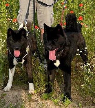 Akita americano cuccioli