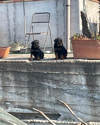 Rottweiler