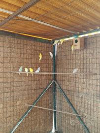 Cocorite novelle e riproduttive