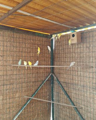 Cocorite novelle e riproduttive