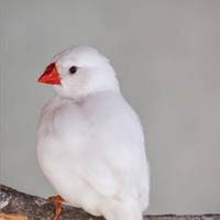 Diamantino o bengalino maschio