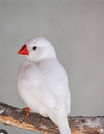 Diamantino o bengalino maschio