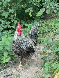 Gallo, galletti