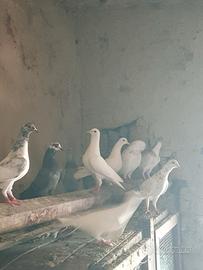 Piccioni