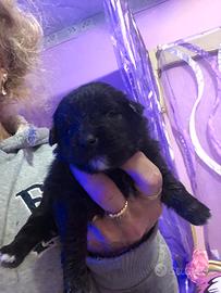 Maltivoo maltese volpino