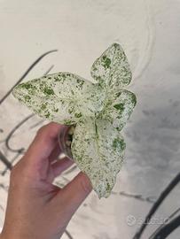 Alocasia Macrorrhiza Splash