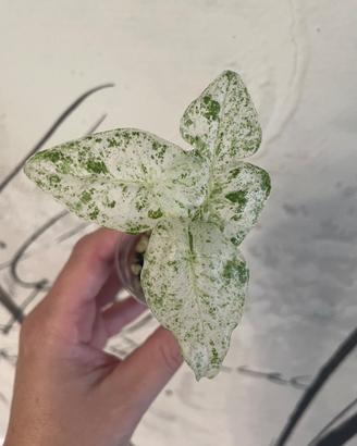 Alocasia Macrorrhiza Splash