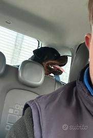 Rottweiler per monta