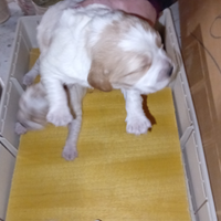 Breton cuccioli con Pedigree