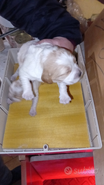 Breton cuccioli con Pedigree