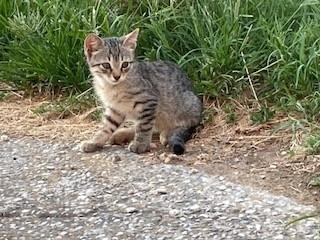 Cuccioli gattini