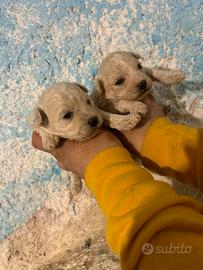 Maltipoo cuccioli