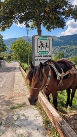 Cavallo da trekking