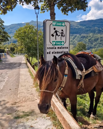 Cavallo da trekking