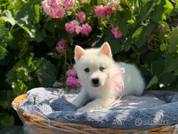 Husky pedigree disponibili
