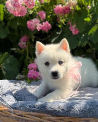 Husky pedigree disponibili
