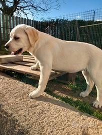 Labrador con pedigree