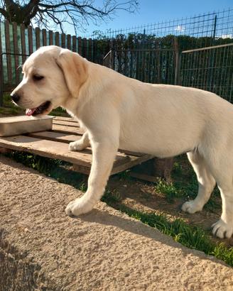 Labrador con pedigree