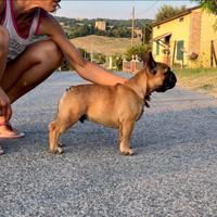 Meraviglioso cucciolo di Bouledogue Francese