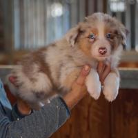 Cuccioli australian shepherd/pastore australiano