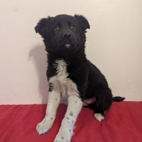 Wilson border collie