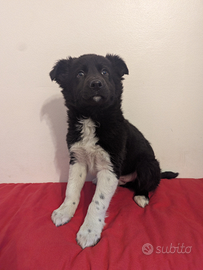 Wilson border collie