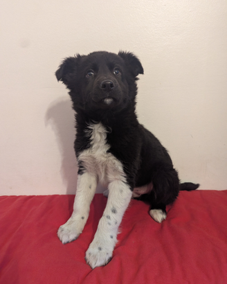 Wilson border collie