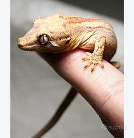 Femmina adulta Gecko gargoyle