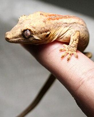 Femmina adulta Gecko gargoyle