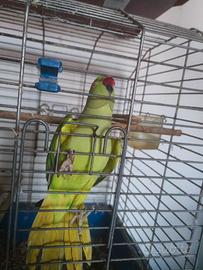 Pappagallo