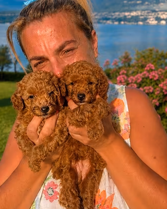 Cuccioli di barboncino nano colore red